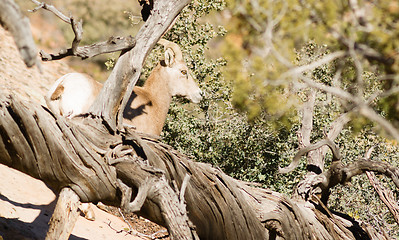 Image showing Wild Animal Alpine Mountain Goat Sentry Protecting Band Flank Fo