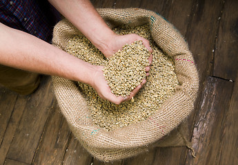 Image showing Coffee Seeds