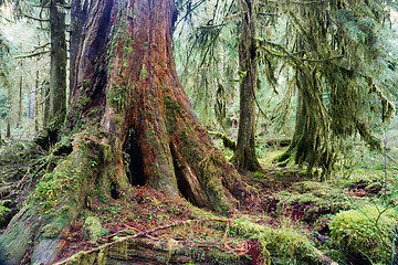 Image showing Giant Red Cedar Tree Stump Moss Covered Growth Hoh Rainforest