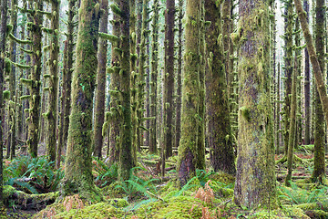 Image showing Cedar Trees Deep Forest Green Moss Covered Growth Hoh Rainforest