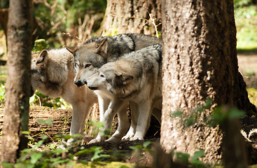 Image showing Wild Animal Wolf Pack Standing Playing North American Wildlife