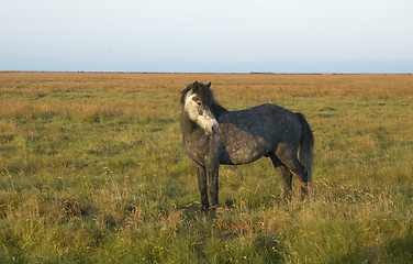 Image showing Icelandic horse