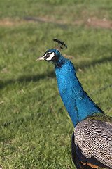 Image showing Male Bird Peacock Colorful Bird Animal Wildlife Vertical Composi