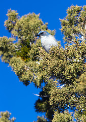 Image showing Scrub Jay Blue Bird Great Basin Region Animal Wildlife