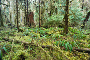 Image showing Cedar Trees Deep Forest Green Moss Covered Growth Hoh Rainforest