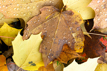 Image showing Leaves Fallen Winter Nature Ground Autumn Season Change Dew Drop