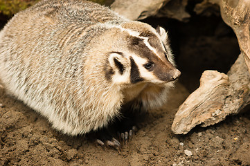 Image showing North American Short Legged Badger Wild Animal Mustelidae Family