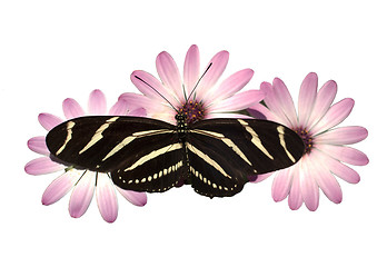 Image showing Pink Daisies Zebra Longwing Butterfly Isolated White With Clippi