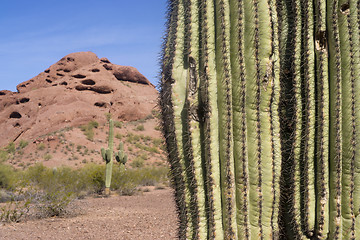 Image showing Arizona Desert Landscape Red Rocks with Cactus