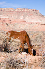 Image showing Vertical Composition Scenic Desert Southwest Landscape Animal Li