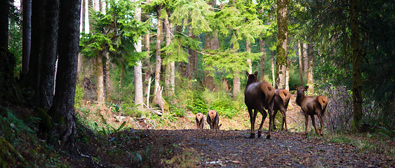 Image showing Animal Elk Herd Walking Away Oregon Woods Northwest Forest Wildl