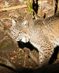 Image showing Wild Animal Bobcat Walking Stalking Through Woods