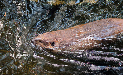 Image showing North American Beaver Castor Canadensis Wild Animal Swimming Dam