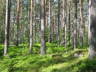 Image showing Swedish pine forest