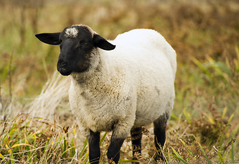 Image showing Sheep Ranch Livestock Farm Animal Grazing Domestic Mammal