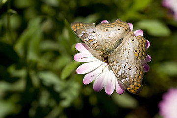 Image showing White Peacock Butterfly