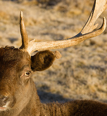 Image showing Beautiful Engaged Wildlife Young Male Buck Elk Looking at Camera