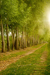 Image showing Farm Field Path Leads into Distance Along Tree Row Sunlight