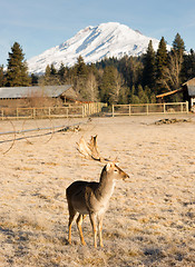 Image showing Beautiful Engaged Wildlife Male Buck Elk Antlers Horns Mount Rai