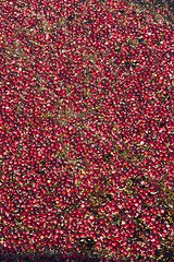 Image showing Cranberries in the Bog