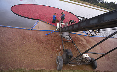 Image showing Men Rake Cranberries into Conveyor During Farm Fruit Food Harves