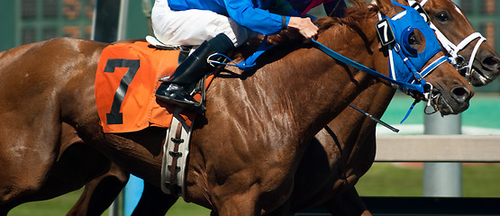 Image showing Seven Horse Rider Jockey Come Across Race Line Photo Finish