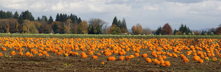 Image showing Panoramic Scene Farm Field Pumpkin Patch Vegetables Ripe Harvest