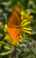 Image showing Julia Butterfly