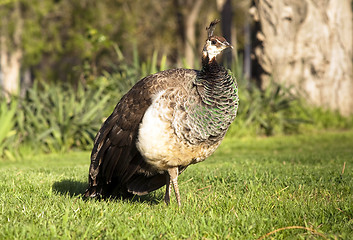 Image showing Peafowl Female Peacock Flying Bird Grazing Feeding Wild Animal