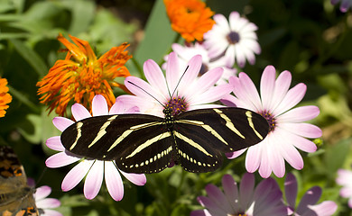 Image showing Zebra Longwing Butterfly