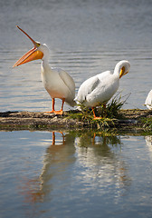 Image showing Pelican Pair Birds Water Fowl Wildlife Standing Lake Klamath Ore