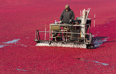 Image showing Fruit Harvest