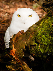 Image showing Snowy Owl Large Yellow Eyed Wild Bird Prey Species