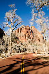 Image showing Ghostly Ominius Trees Devoid of Leaves Road to Zion