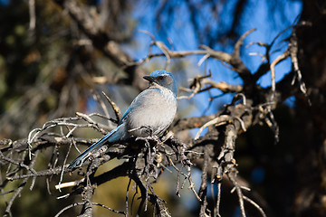 Image showing Scrub Jay Blue Bird Great Basin Region Animal Wildlife