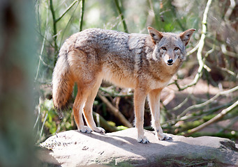 Image showing Wild Animal Coyote Stands On Rock Looking At Camera