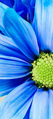 Image showing Dyed Daisy Flower White Orange Petals Green Carpels Close up