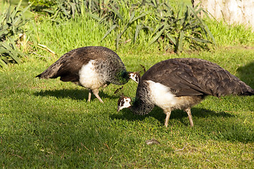 Image showing Peafowl Female Peahen Flying Birds Grazing Feeding Wild Animals