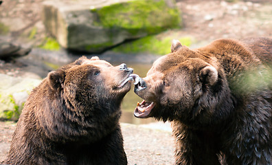 Image showing Two Brown Grizzly Bears Play Around North American Animal Wildli