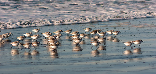 Image showing Sandpiper Birds Run Up Beach Feeding Sand Ocean Surf