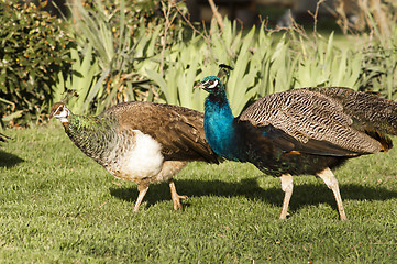 Image showing Peacock Male Bird Courting His Peahen Female Mate Wild Animals