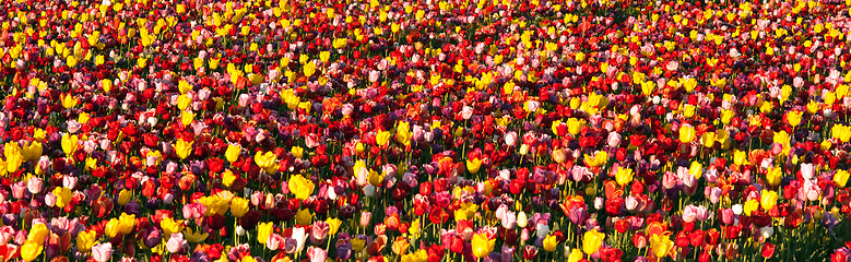 Image showing Neat Rows of Tulips Colorful Flowers Farmer's Bulb Farm