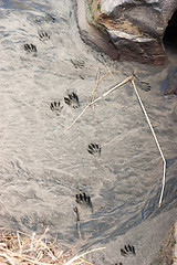 Image showing Wild Animal Tracks Beach Sand Near Ocean Waterfront Wild Place