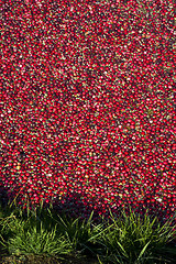 Image showing Cranberry Bog