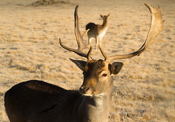 Image showing Beautiful Engaged Wildlife Young Male Buck Elk Antlers Horns