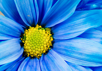 Image showing Dyed Daisy Flower White Orange Petals Green Carpels Close up