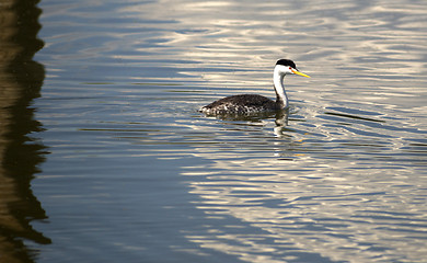 Image showing Clark's Grebe Bird Wildlife Water Fowl Outdoor Klamath Lake Oreg