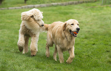 Image showing Happy Golden Retreiver Dog with Poodle Playing Fetch Dogs Pets