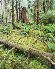 Image showing Cedar Trees Deep Forest Green Moss Covered Growth Hoh Rainforest