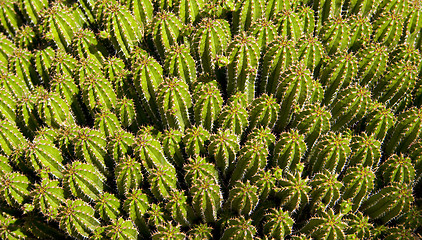 Image showing Cactus Festival